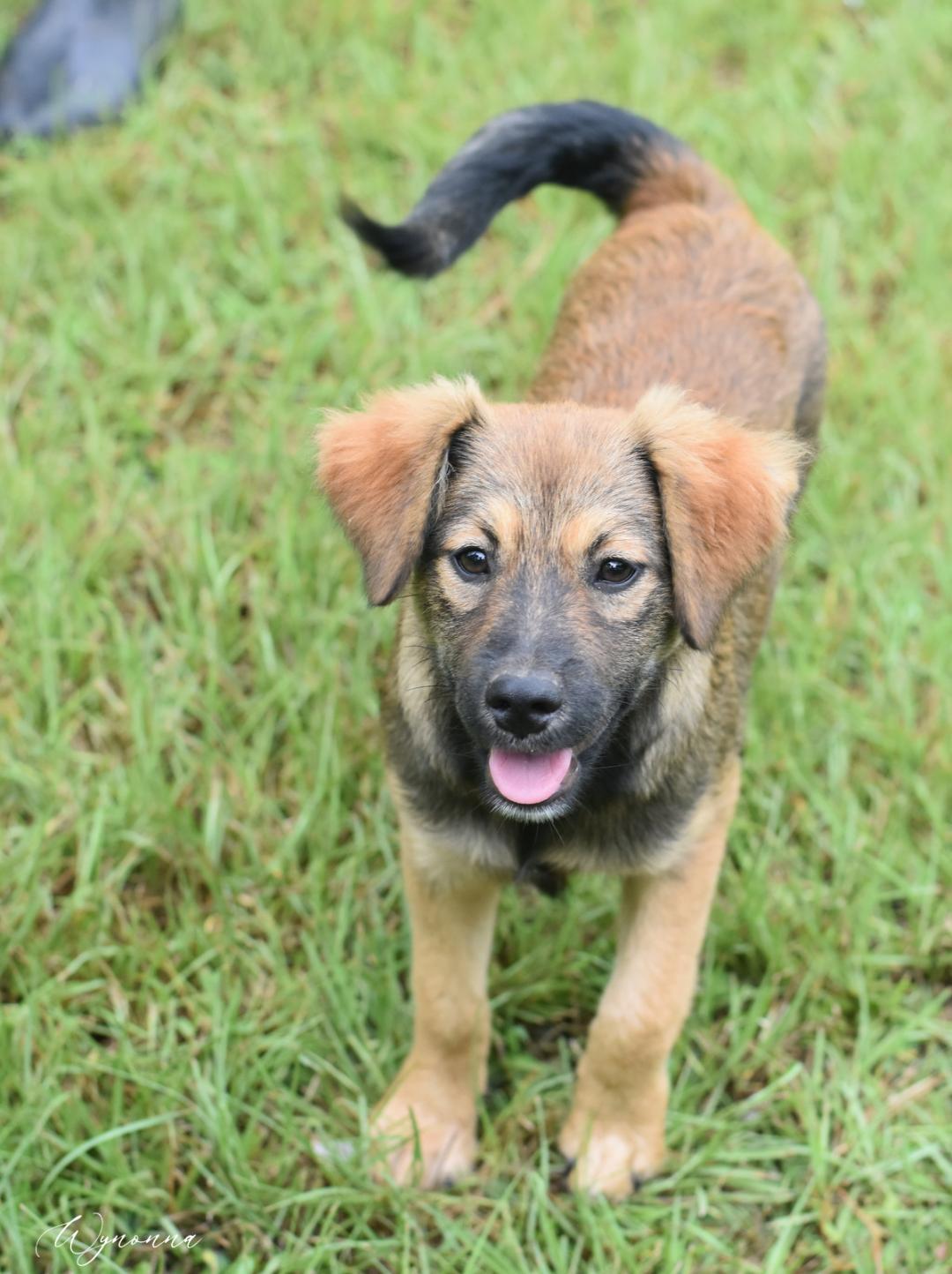 Wynonna (Amie's Puppies) photo 2