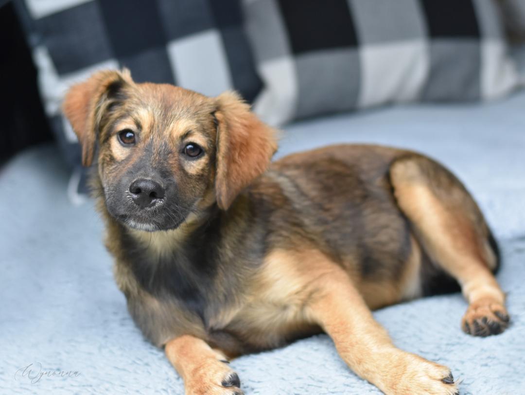 Wynonna (Amie's Puppies) photo 4
