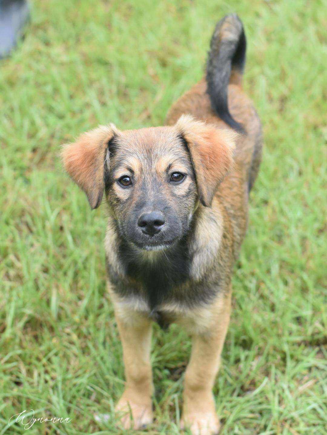 Wynonna (Amie's Puppies), Baby Female Cairn Terrier