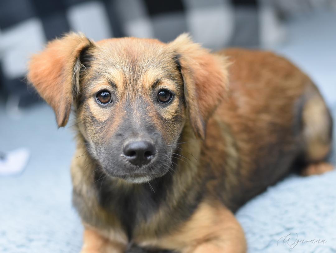Wynonna (Amie's Puppies) photo 3