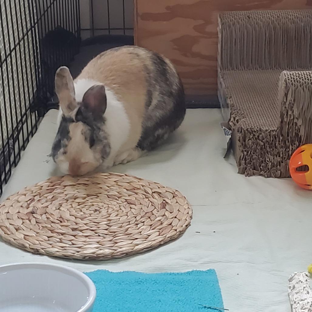 Enlarge Mr. Peanut III, a Adoptable mixed breed in Murrieta, CA image 1/2