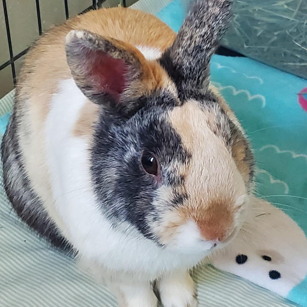 Enlarge Mr. Peanut III, a Adoptable mixed breed in Murrieta, CA image 2/2