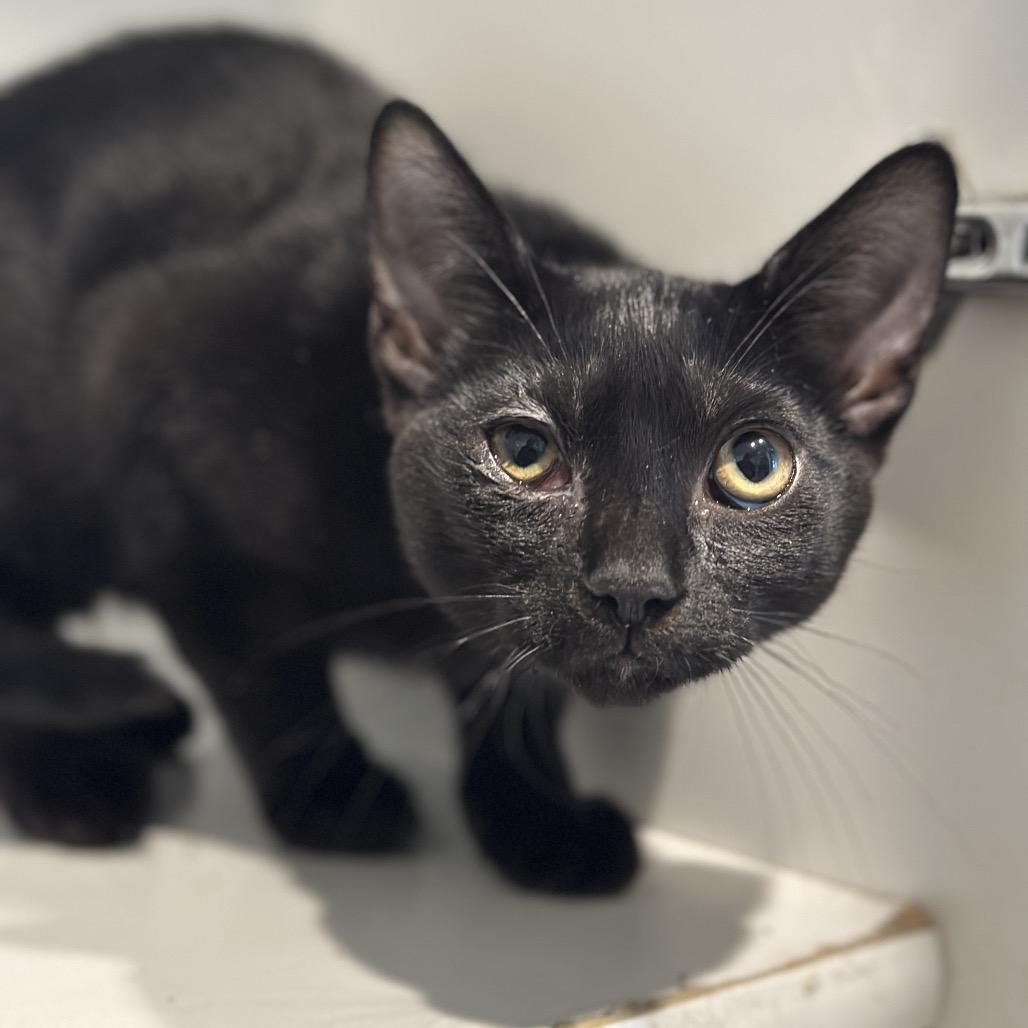 Gelato, Adoptable, Kitten Male Domestic Short Hair.
