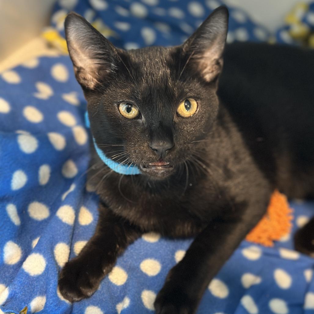 Enlarge Gelato, a Adoptable Domestic Short Hair in Matteson, IL image 2/6