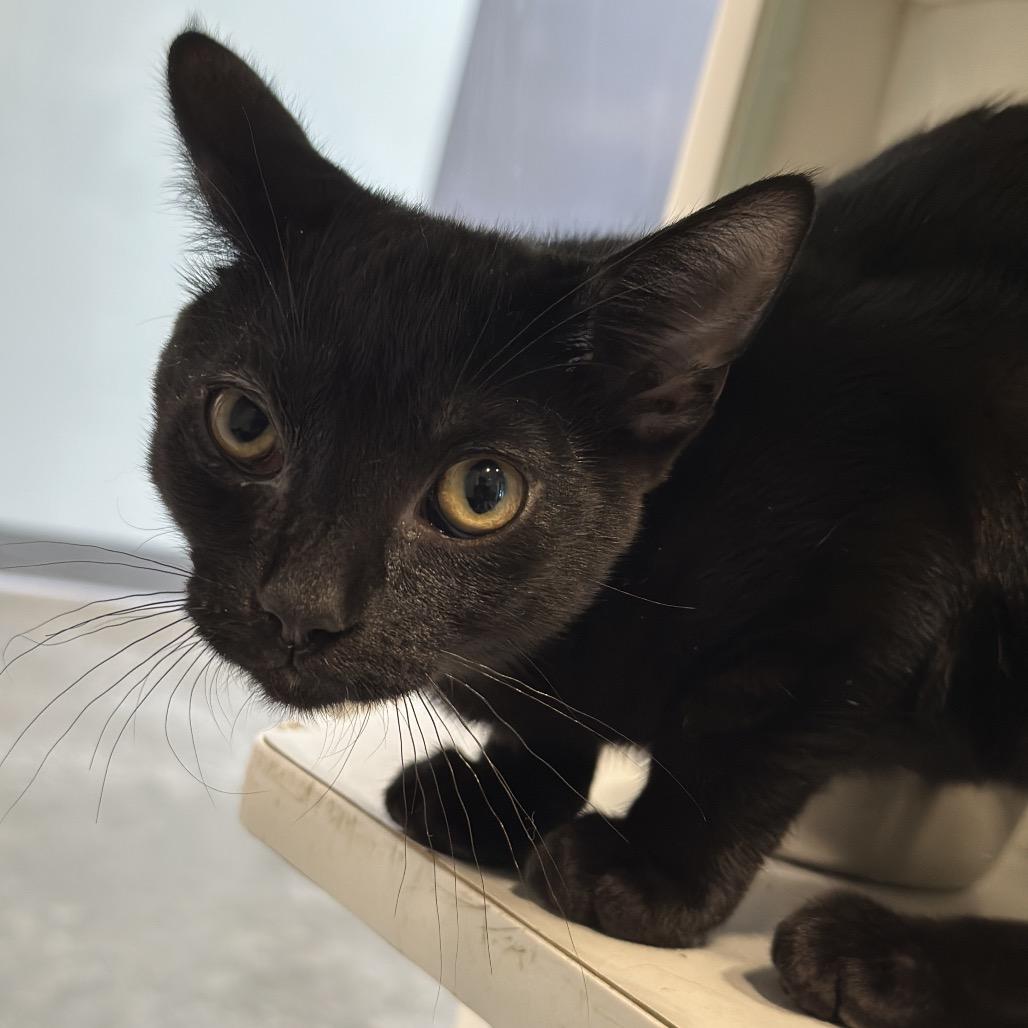 Enlarge Gelato, a Adoptable Domestic Short Hair in Matteson, IL image 3/6
