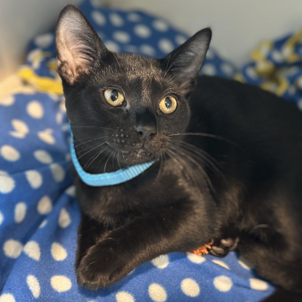 Enlarge Gelato, a Adoptable Domestic Short Hair in Matteson, IL image 4/6