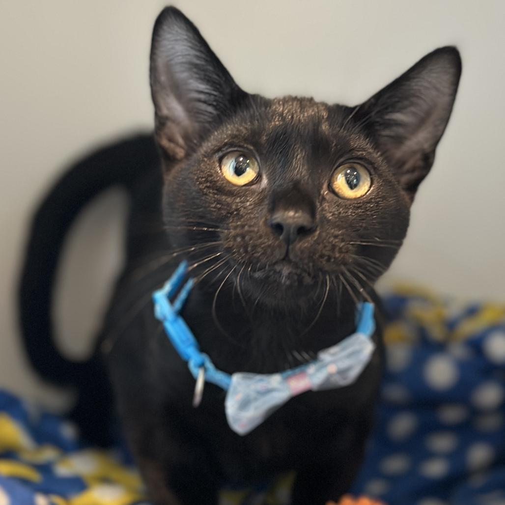 Enlarge Gelato, a Adoptable Domestic Short Hair in Matteson, IL image 5/6