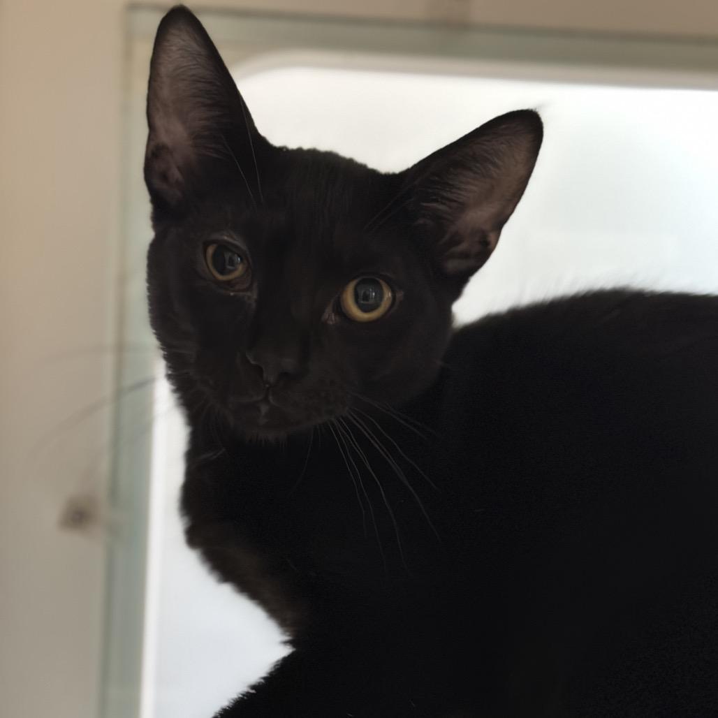 Enlarge Gelato, a Adoptable Domestic Short Hair in Matteson, IL image 6/6