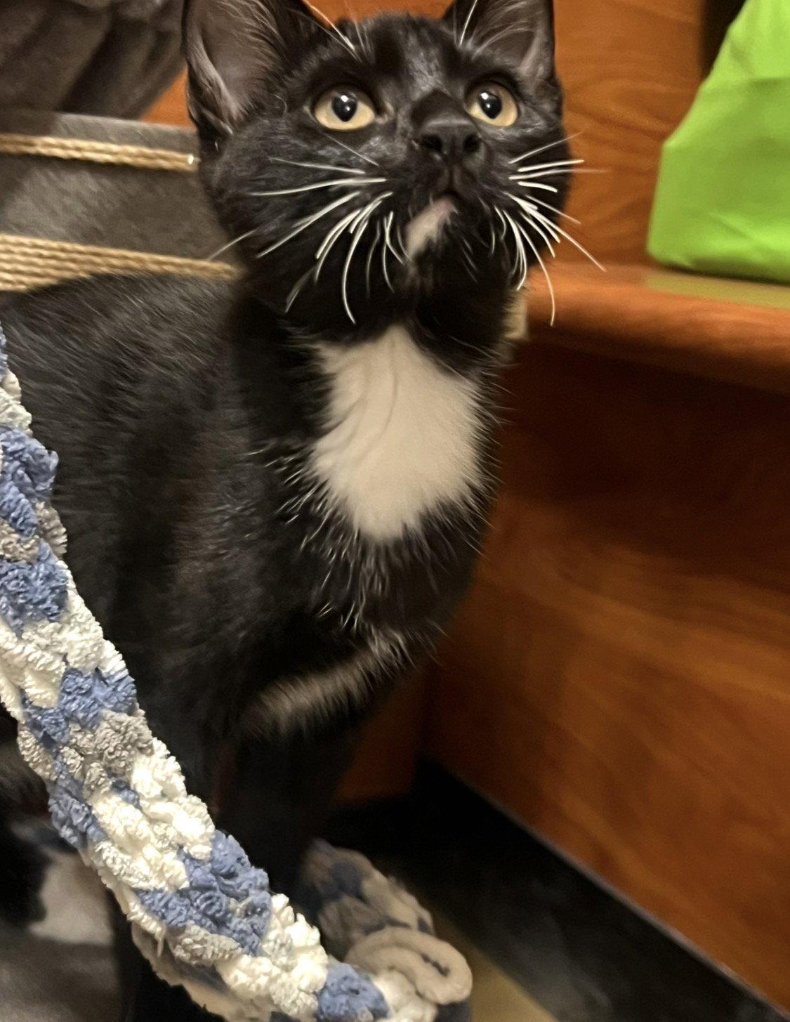 Cooper, Adoptable, Kitten Male Domestic Long Hair.