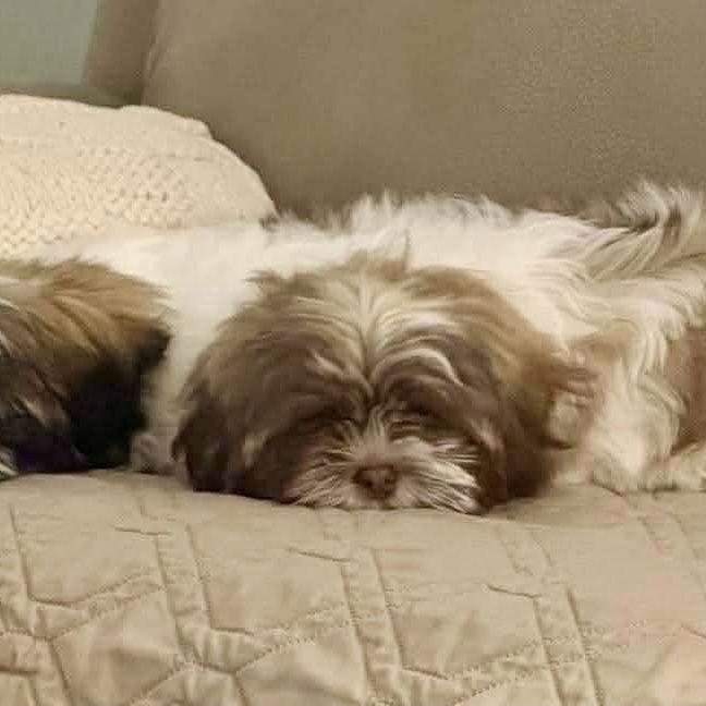 Rooney, Adoptable, Puppy Male Shih Tzu & Lhasa Apso.