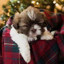 Enlarge Rooney, a Adoptable mixed breed in Hillsborough , NC image 3/3