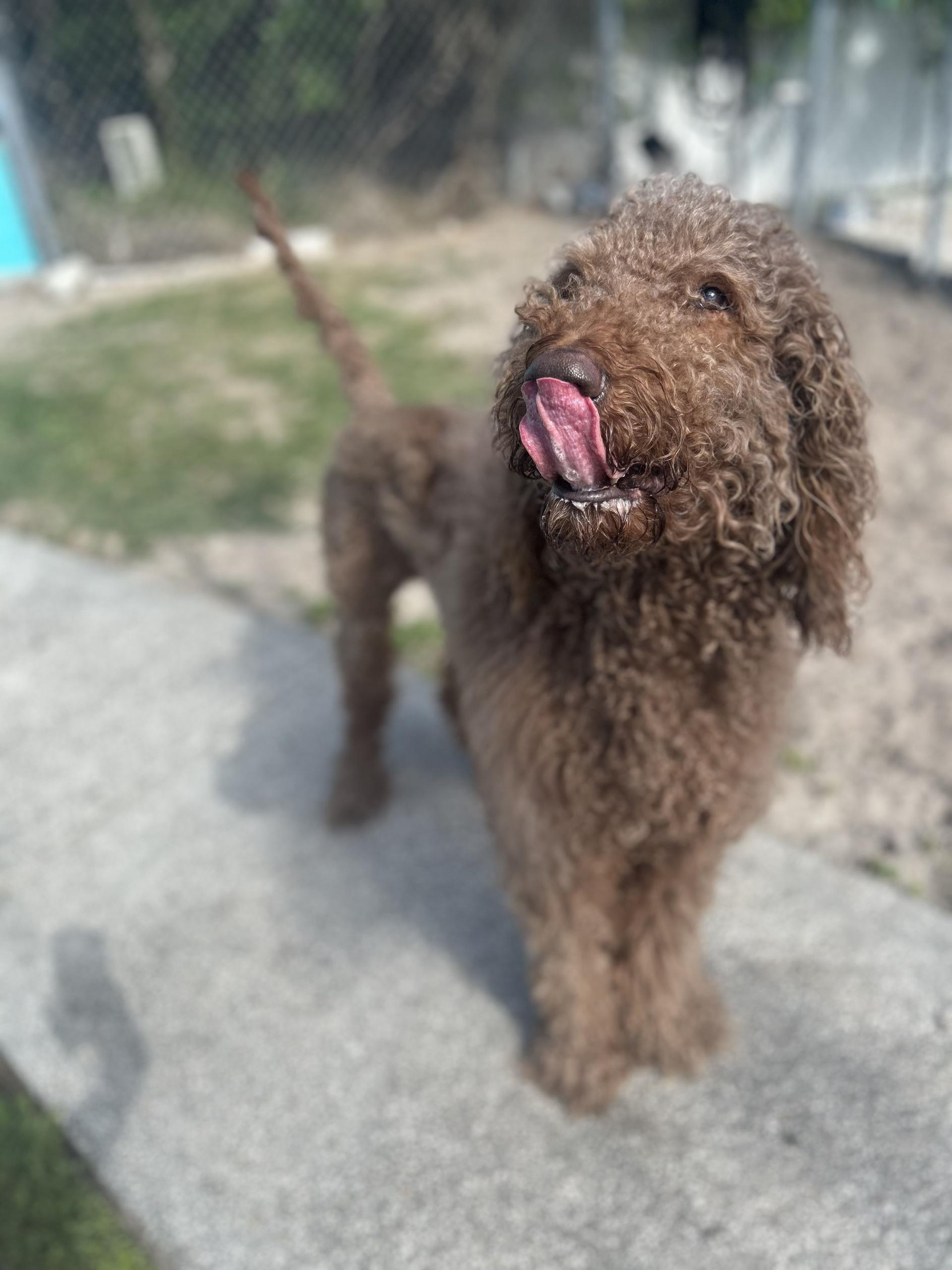 Ollie, ADOPTABLE, Adult Male Goldendoodle.