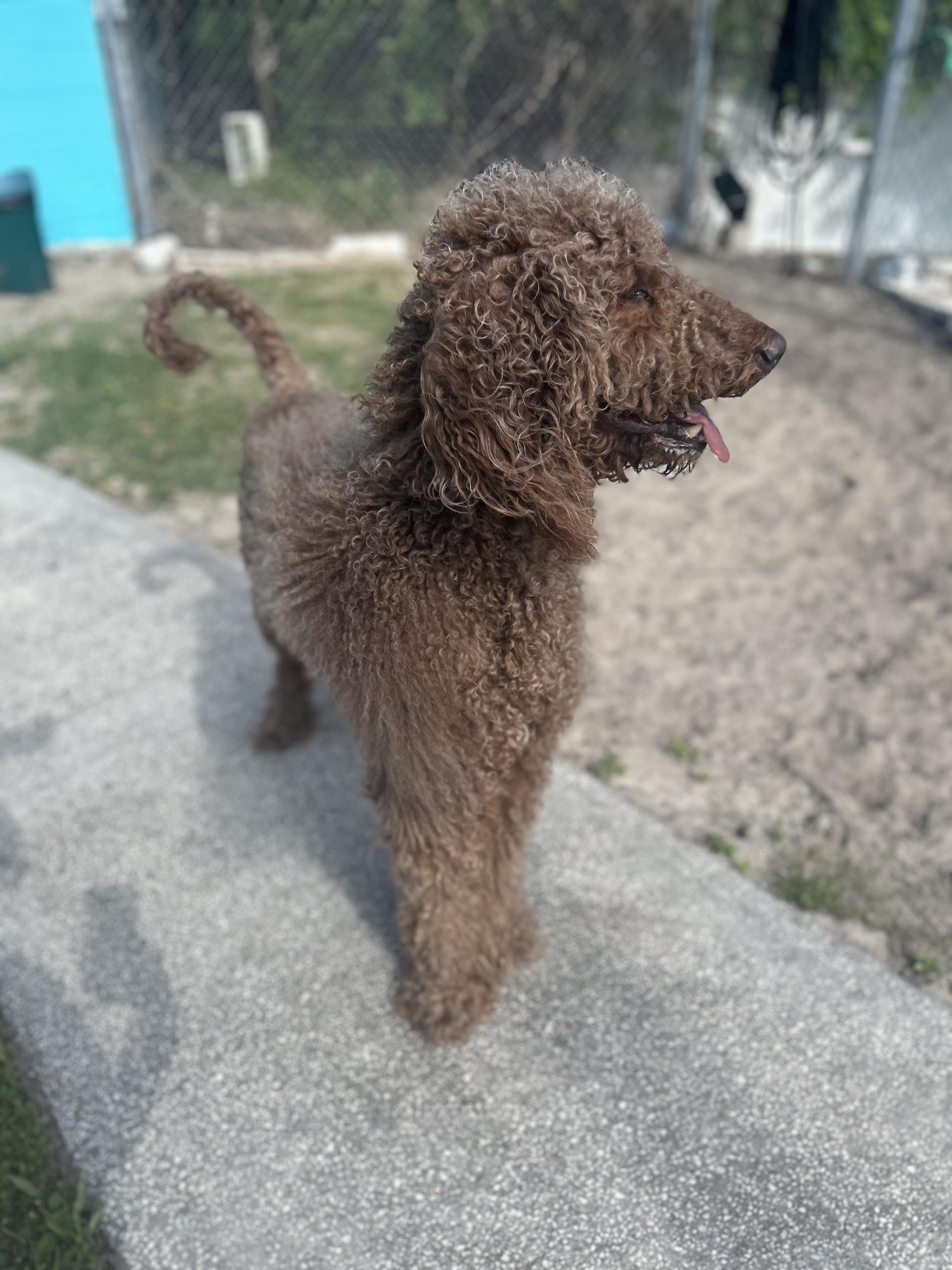 Enlarge Ollie, a ADOPTABLE Goldendoodle in New Port Richey, FL image 2/2