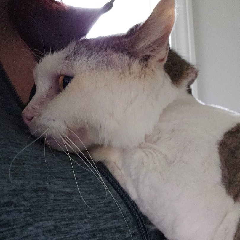 Enlarge Amie, a Adoptable Domestic Short Hair in Brockport, NY image 5/6