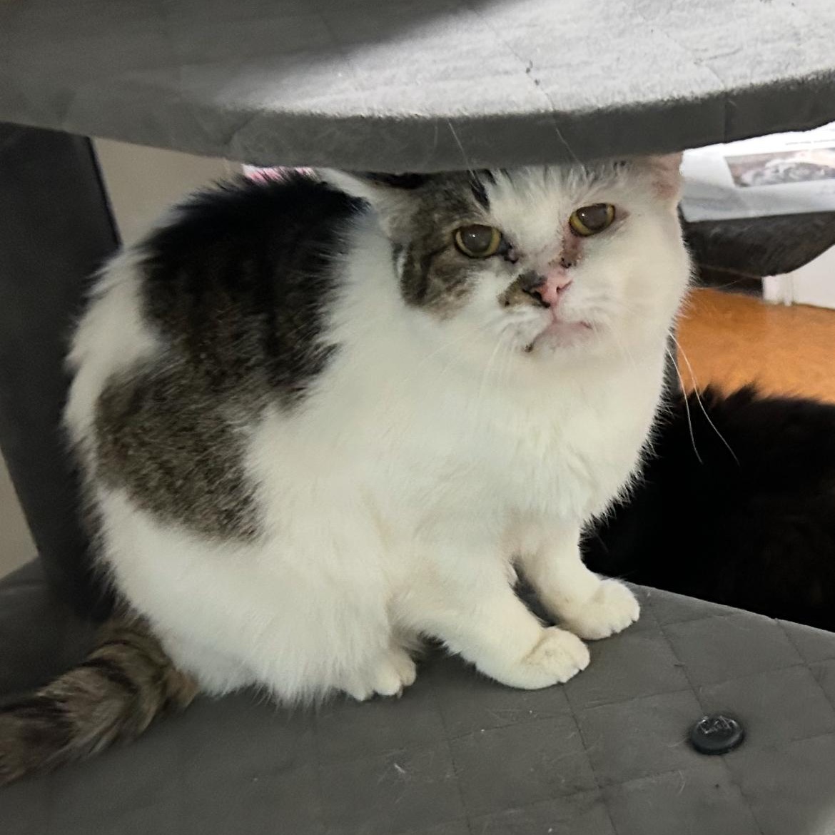 Enlarge Amie, a Adoptable Domestic Short Hair in Brockport, NY image 3/6