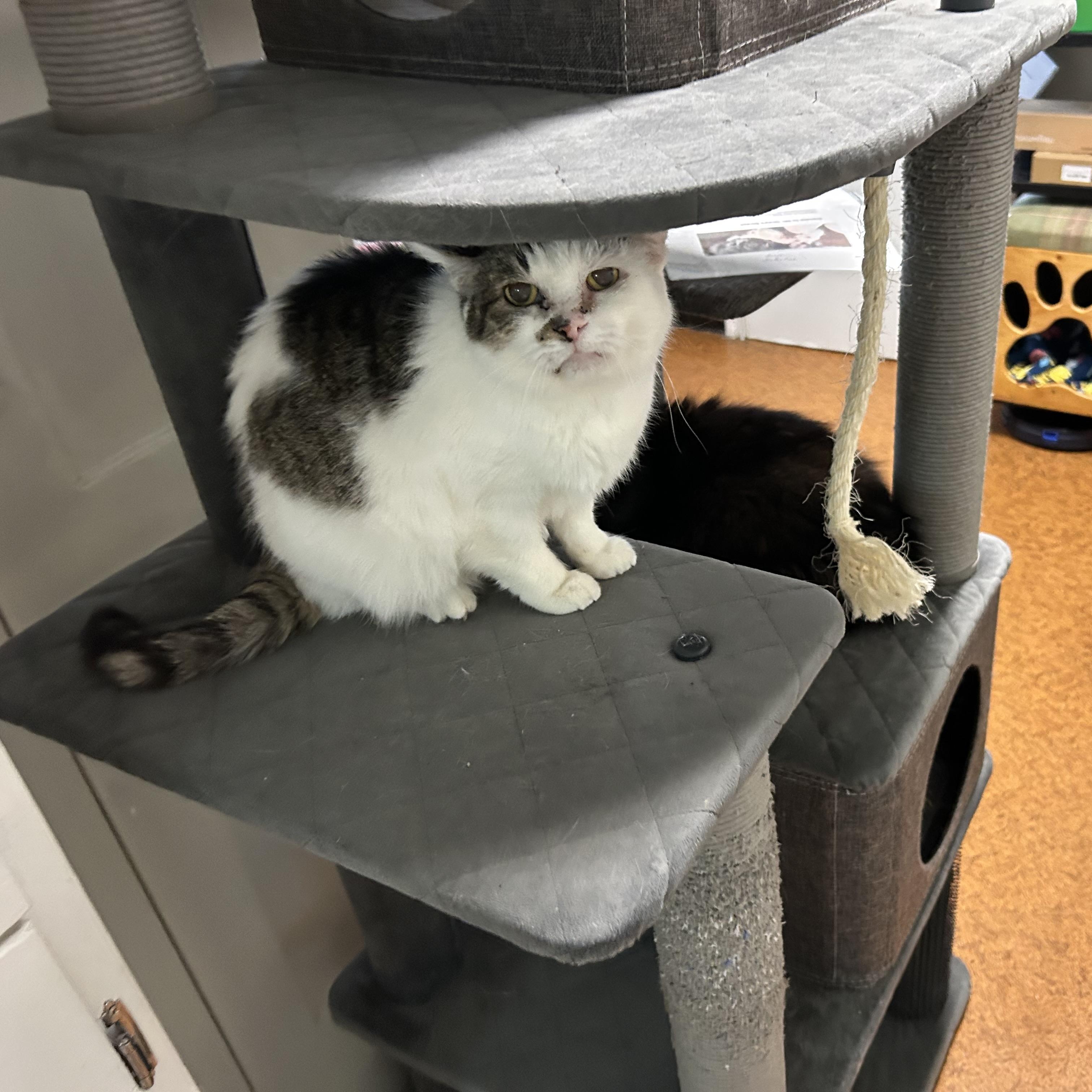 Enlarge Amie, a Adoptable Domestic Short Hair in Brockport, NY image 6/6