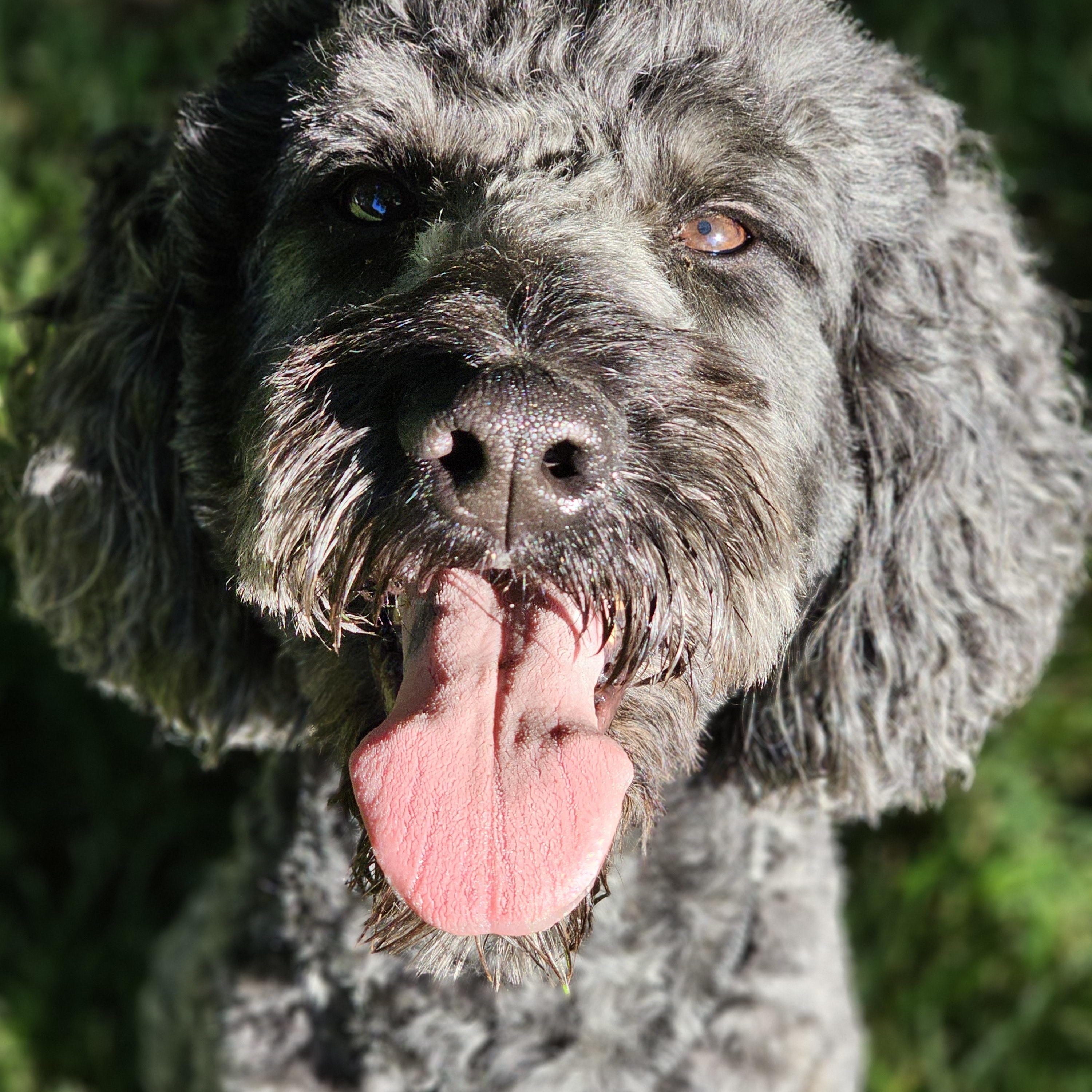 Chewey so il, a Adoptable Goldendoodle in MURPHYSBORO , IL image 5/6
