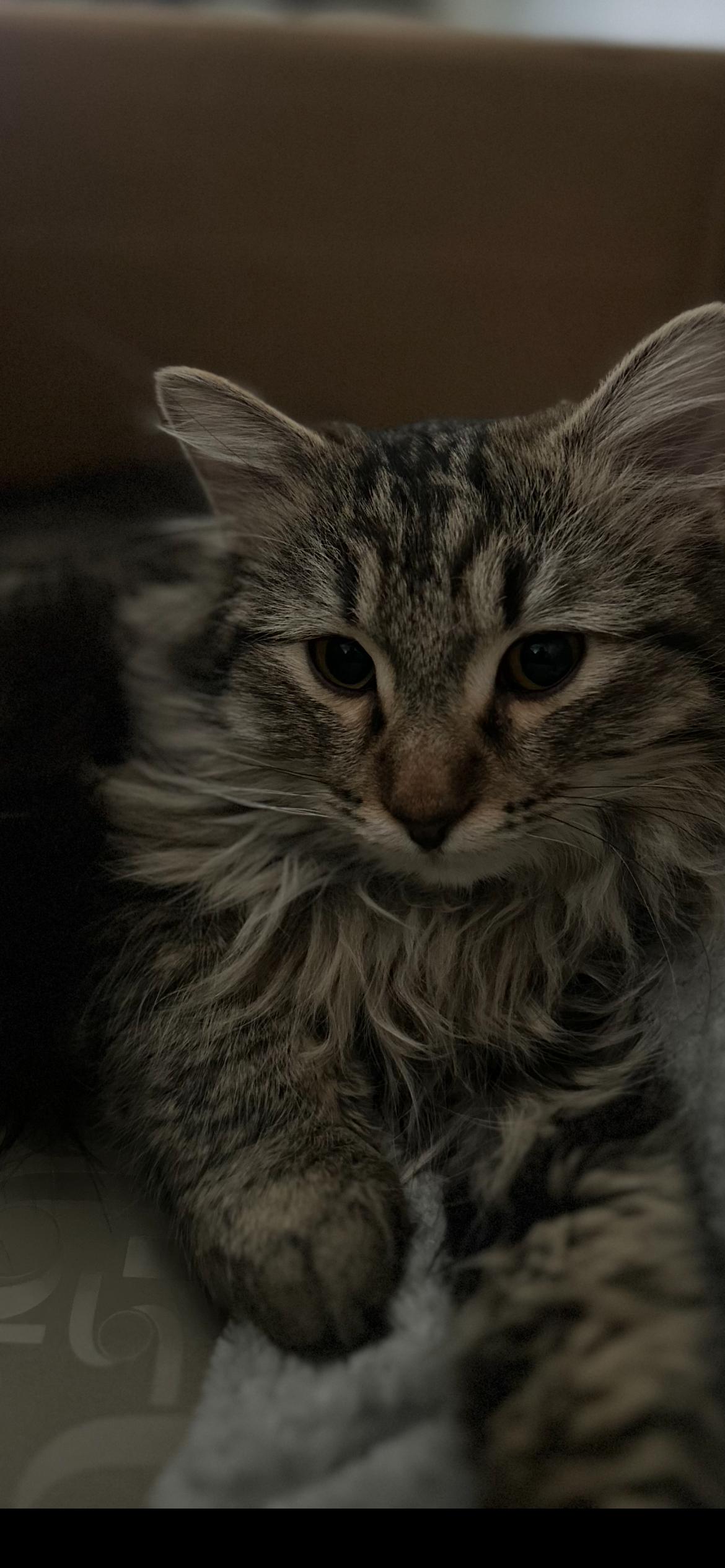 Enlarge Leo, a Adoptable mixed breed in Omaha, NE image 2/3