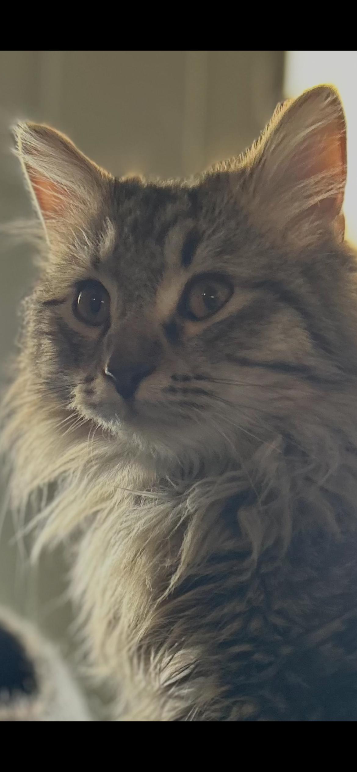 Leo, Adoptable, Young Male Domestic Long Hair & Tabby.