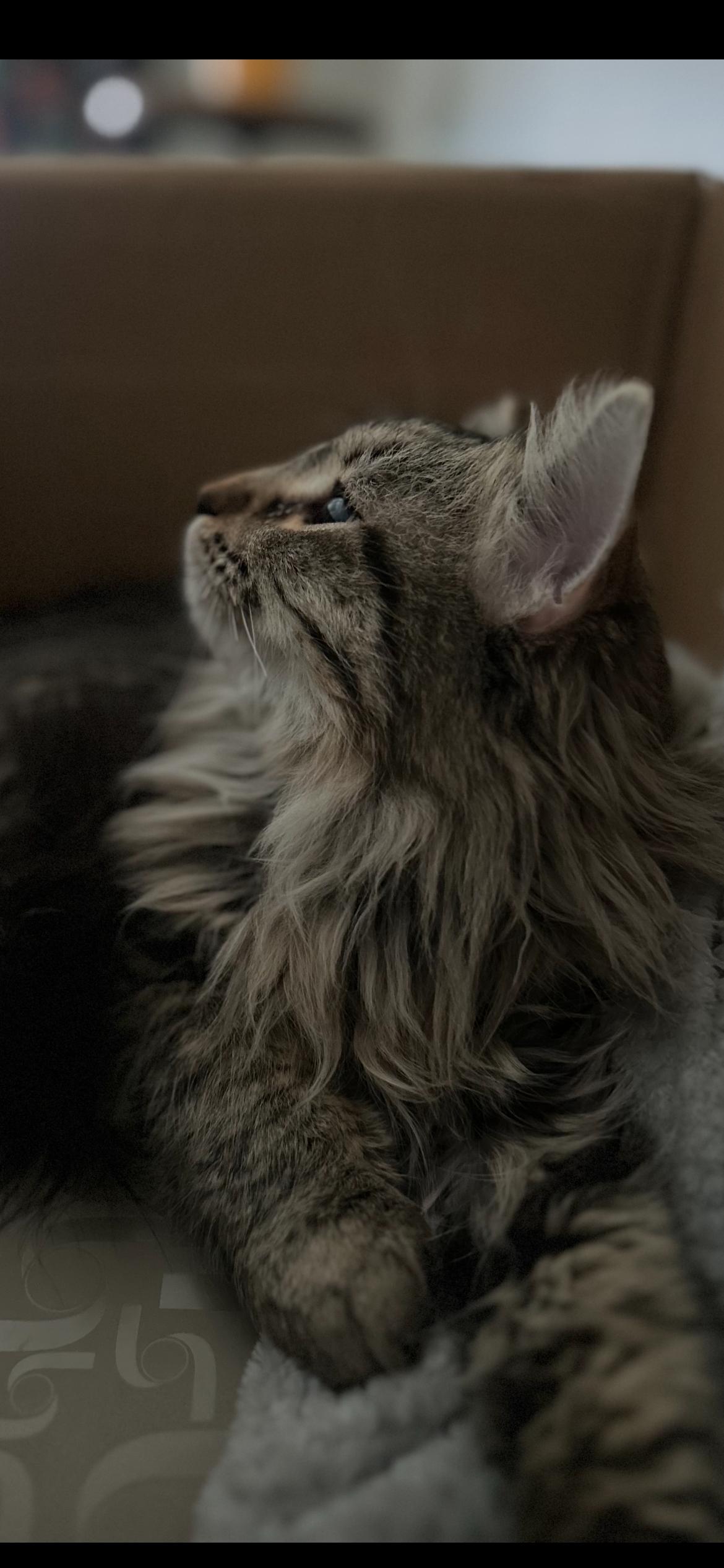 Enlarge Leo, a Adoptable mixed breed in Omaha, NE image 3/3