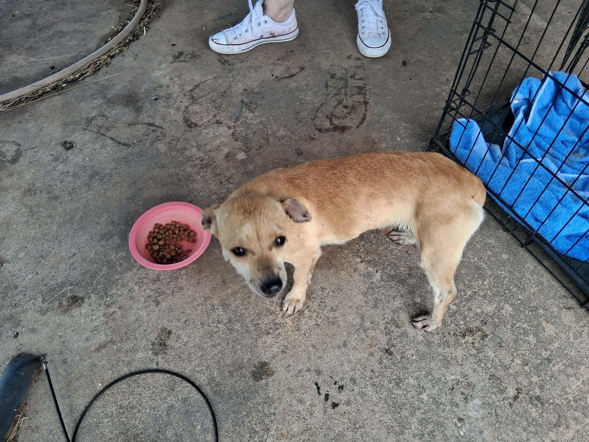 Trixie, adopted, Adult Female Jack Russell Terrier.