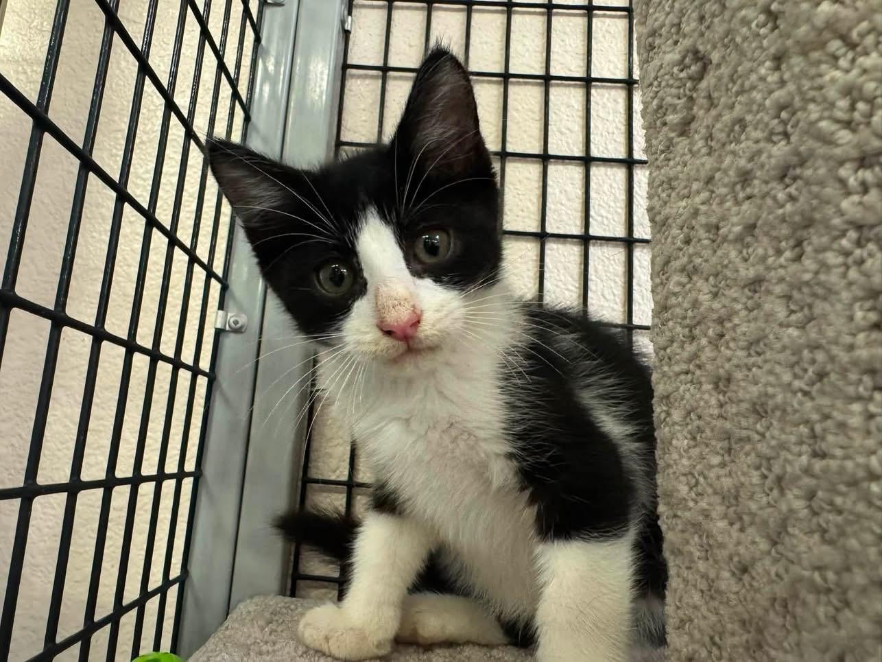 Enlarge Pepper, a Adopted Domestic Long Hair in Ripon, CA image 2/3