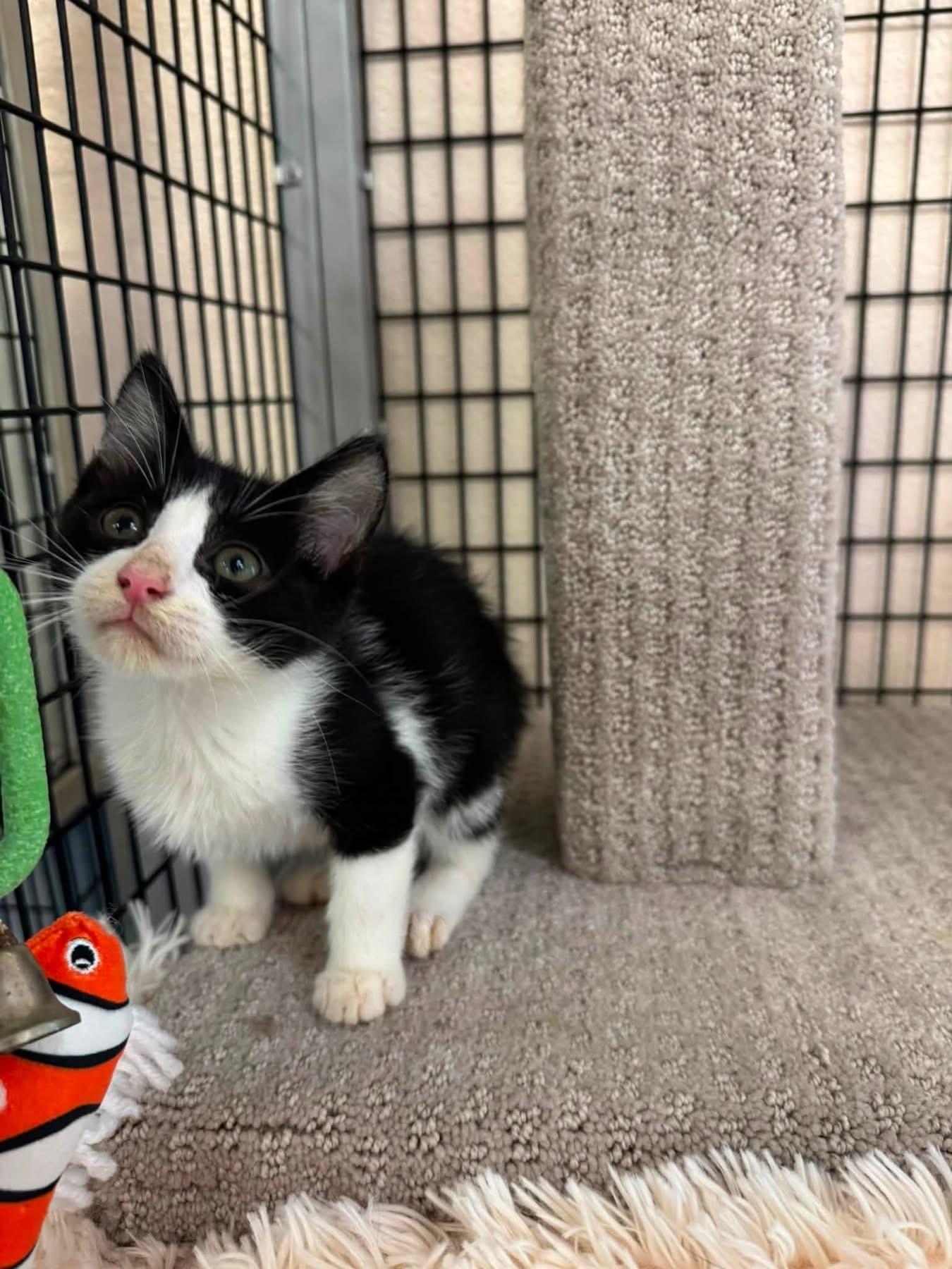 Enlarge Pepper, a Adopted Domestic Long Hair in Ripon, CA image 3/3