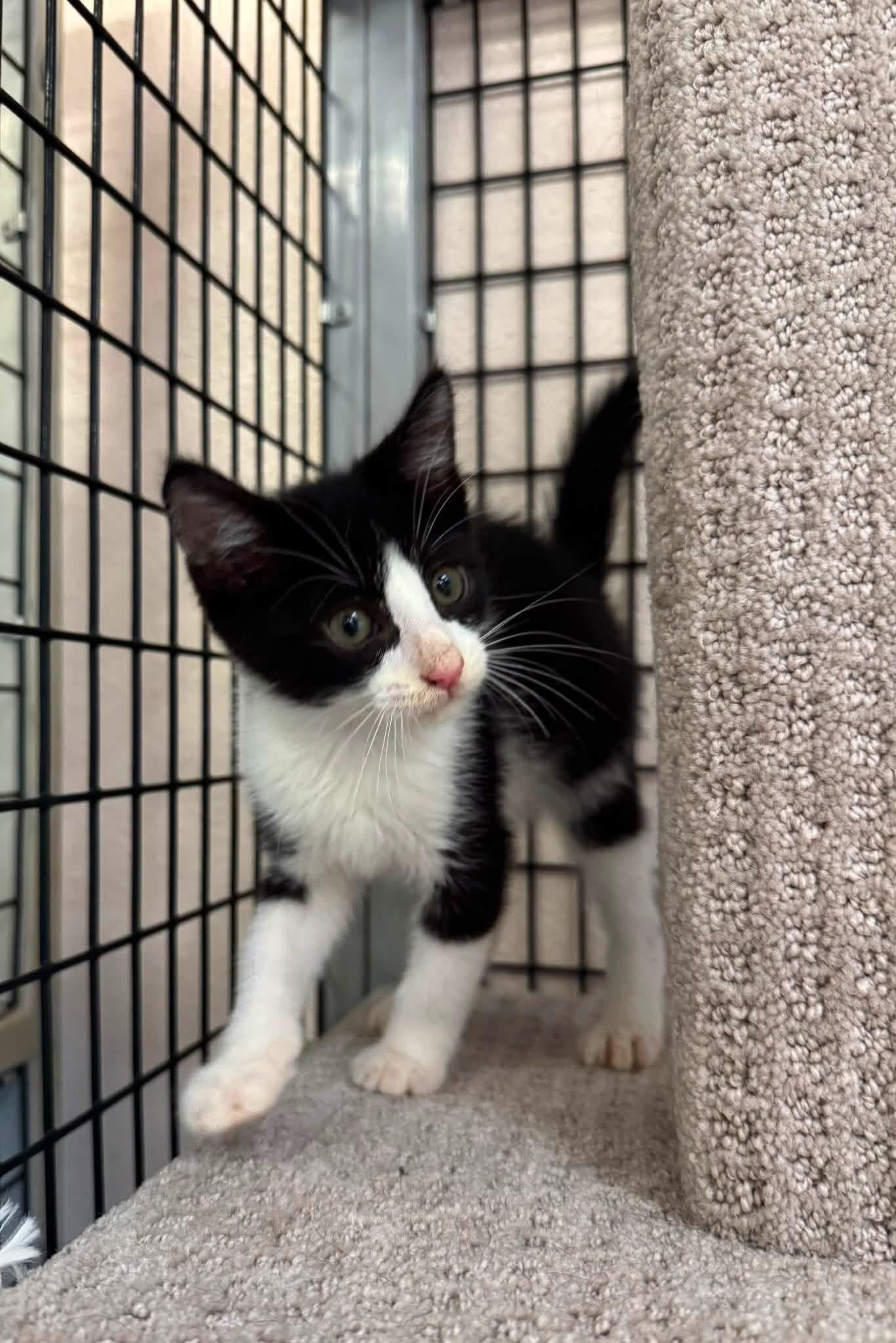 Pepper, Adopted, Young Male Domestic Long Hair.