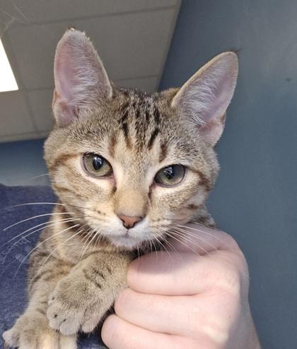 Wilhemina  I Am thumbnail 2