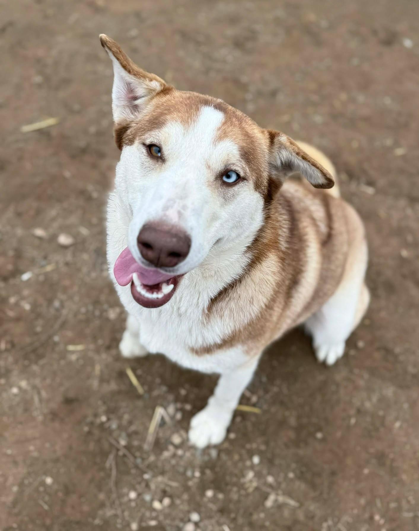 Enlarge Banzai: RIDGE DOG GRADUATE FROM TRAINING @ LOCAL PRISON, a ADOPTABLE mixed breed in Othello, WA image 4/6