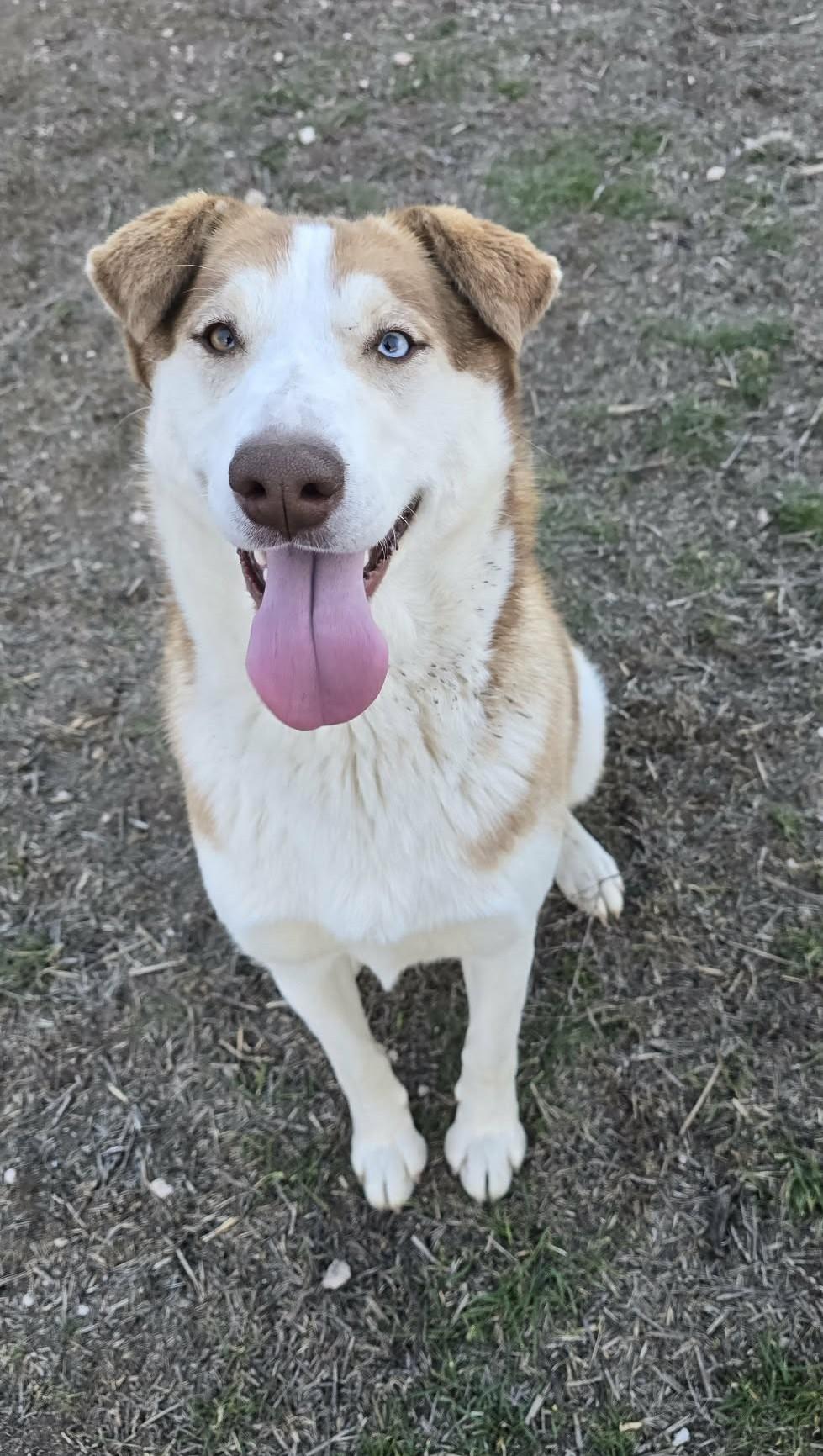 Banzai: RIDGE DOG GRADUATE FROM TRAINING @ LOCAL PRISON, ADOPTABLE, Adult Female Husky.