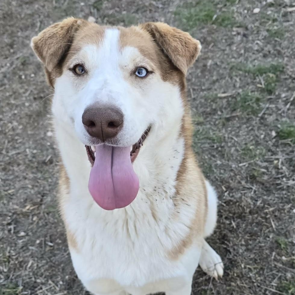 Enlarge Banzai: RIDGE DOG GRADUATE FROM TRAINING @ LOCAL PRISON, a ADOPTABLE mixed breed in Othello, WA image 1/6