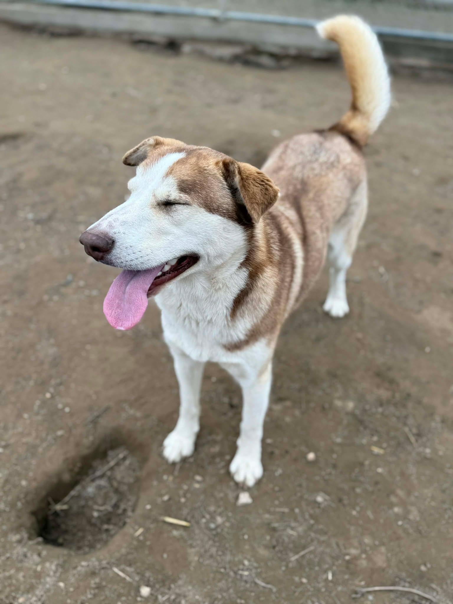 Enlarge Banzai: RIDGE DOG GRADUATE FROM TRAINING @ LOCAL PRISON, a ADOPTABLE mixed breed in Othello, WA image 3/6