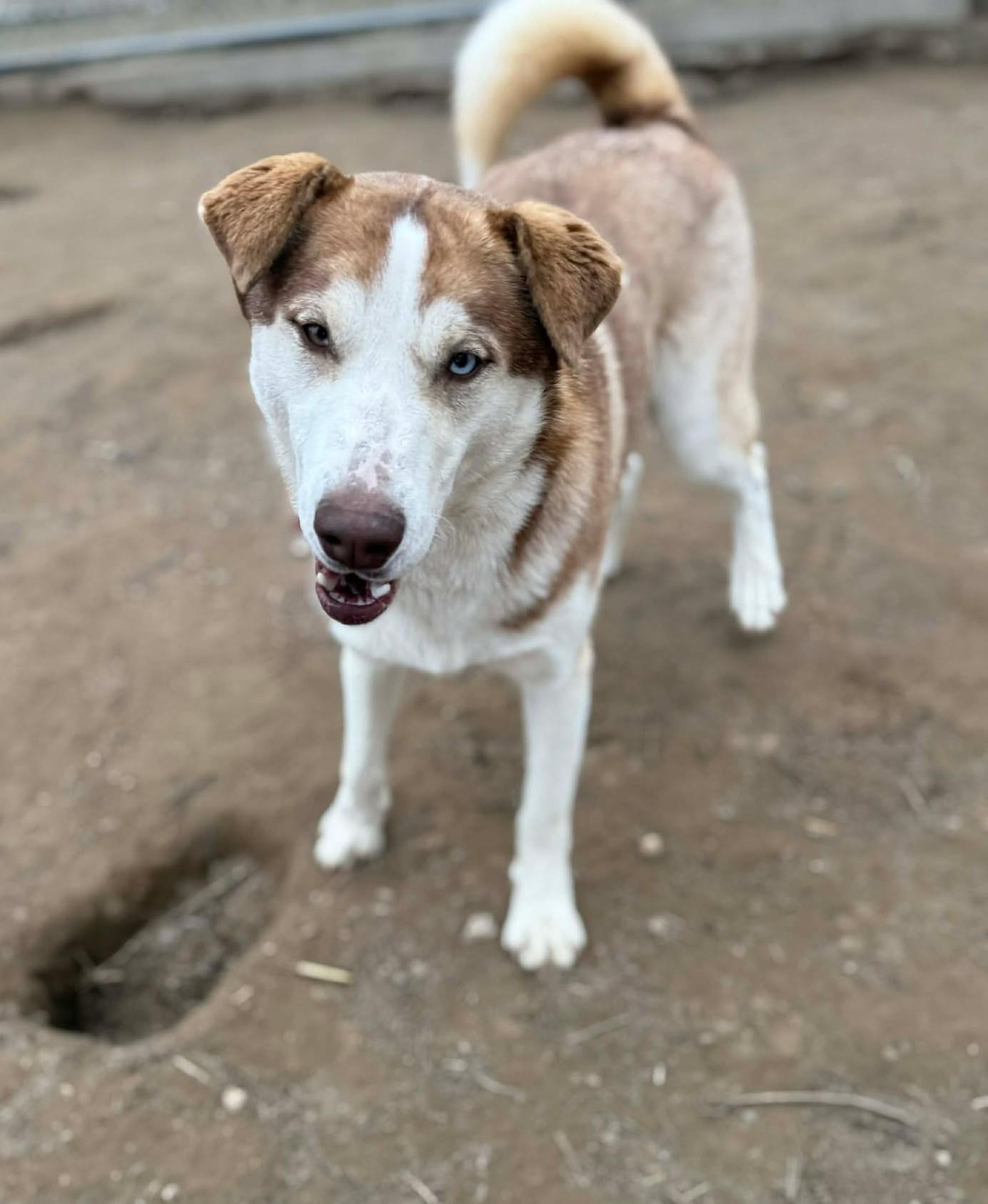 Enlarge Banzai: RIDGE DOG GRADUATE FROM TRAINING @ LOCAL PRISON, a ADOPTABLE mixed breed in Othello, WA image 5/6