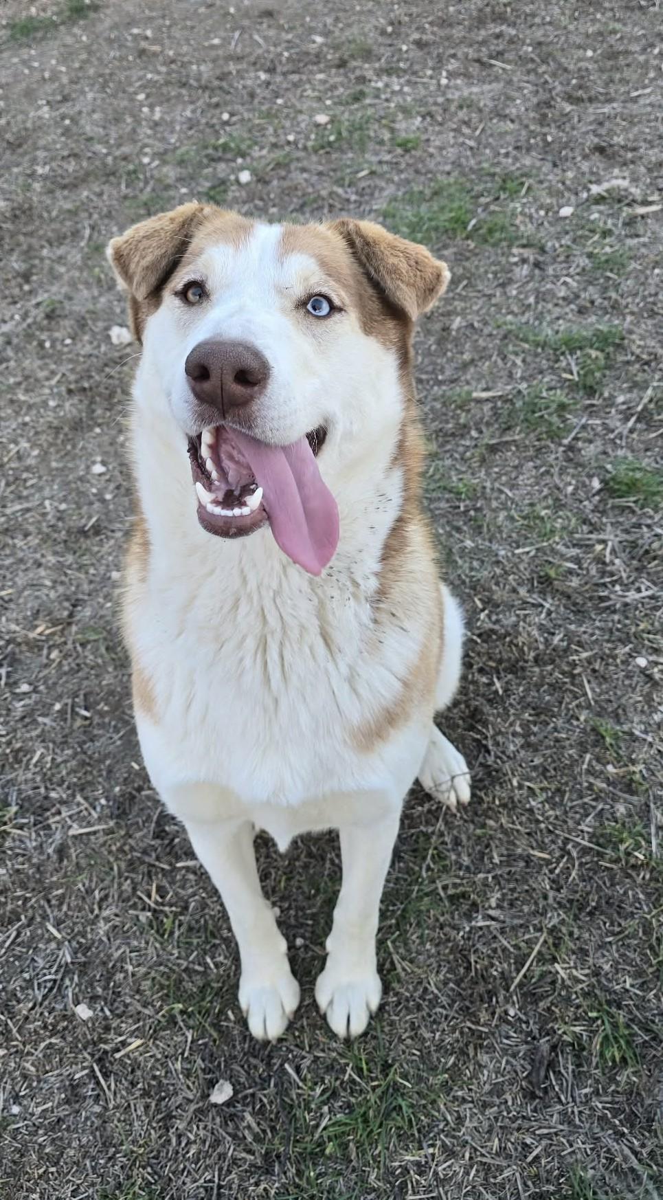 Enlarge Banzai: RIDGE DOG GRADUATE FROM TRAINING @ LOCAL PRISON, a ADOPTABLE mixed breed in Othello, WA image 6/6