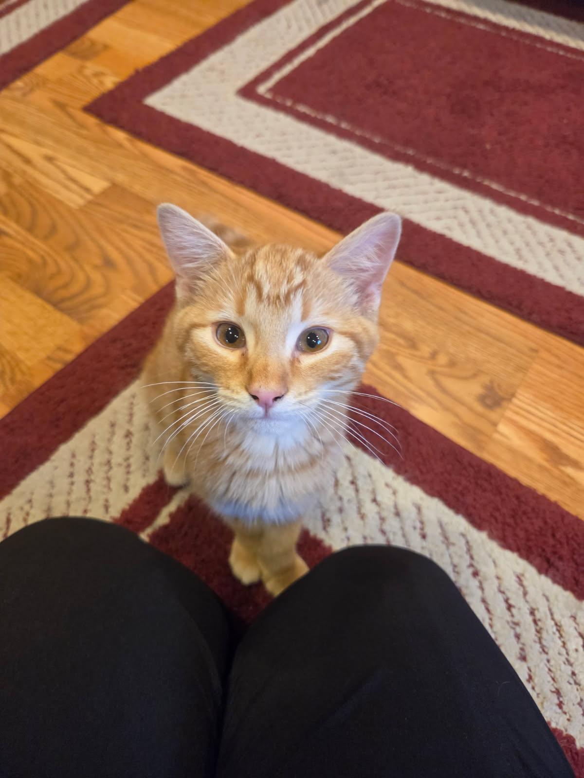 Liam, Adoptable, Kitten Male American Shorthair.