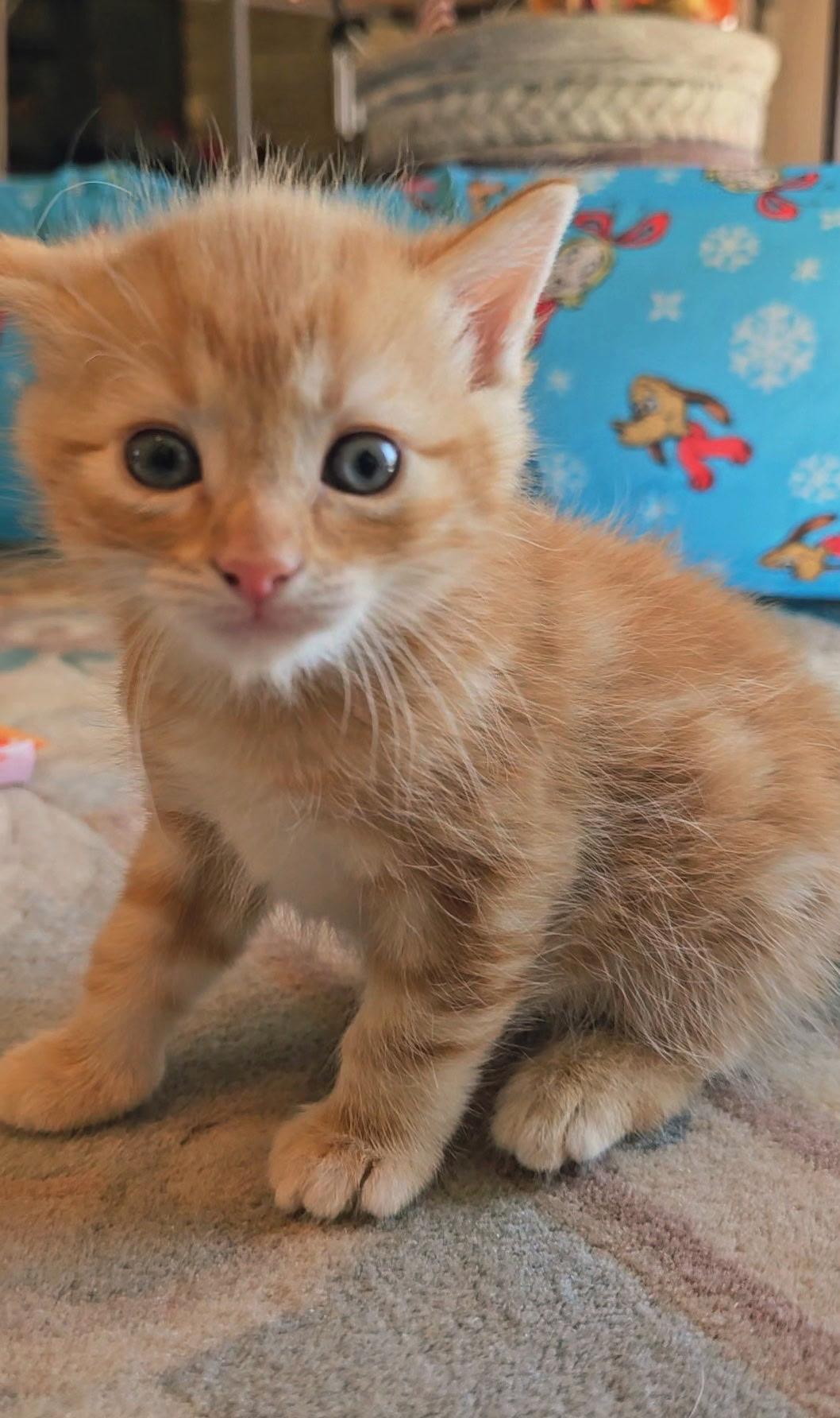 Enlarge Liam, a Adoptable American Shorthair in Twin Falls, ID image 2/5