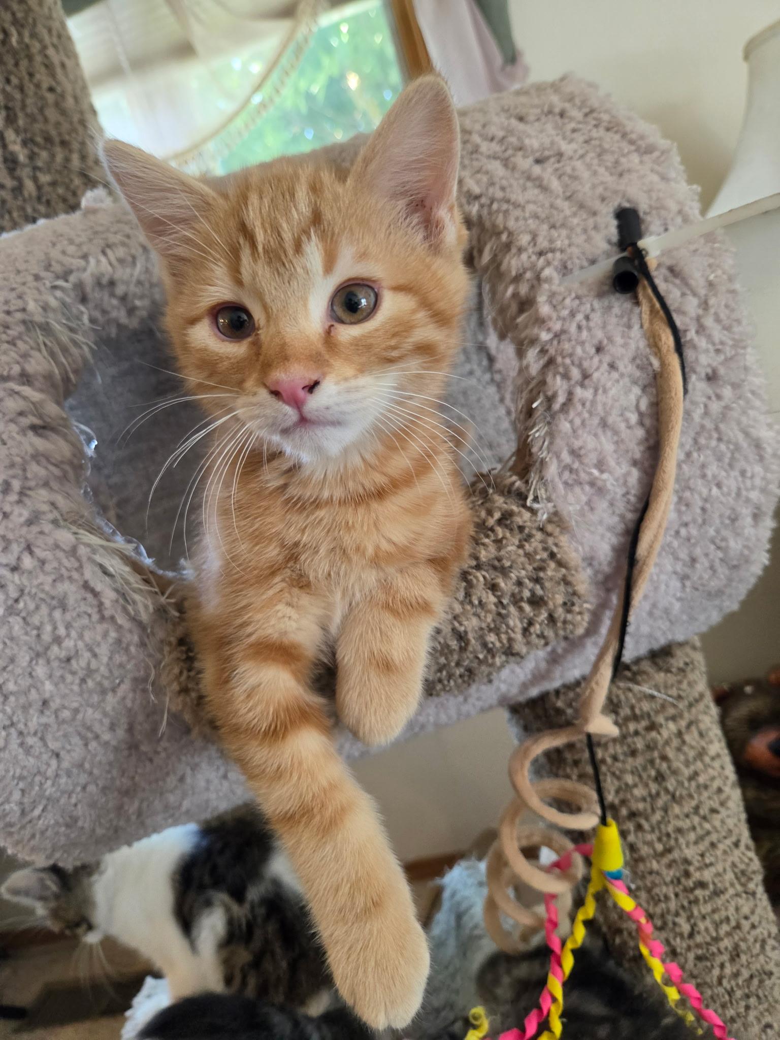 Enlarge Liam, a Adoptable American Shorthair in Twin Falls, ID image 3/5