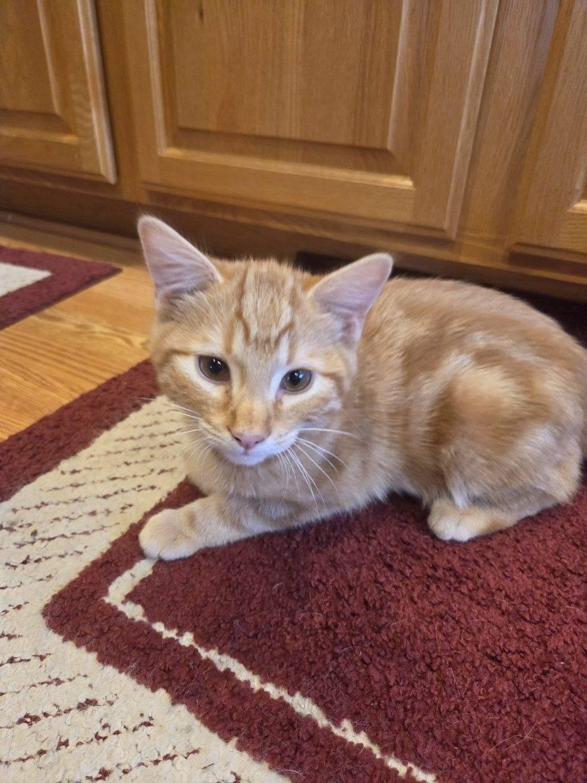 Enlarge Liam, a Adoptable American Shorthair in Twin Falls, ID image 4/5