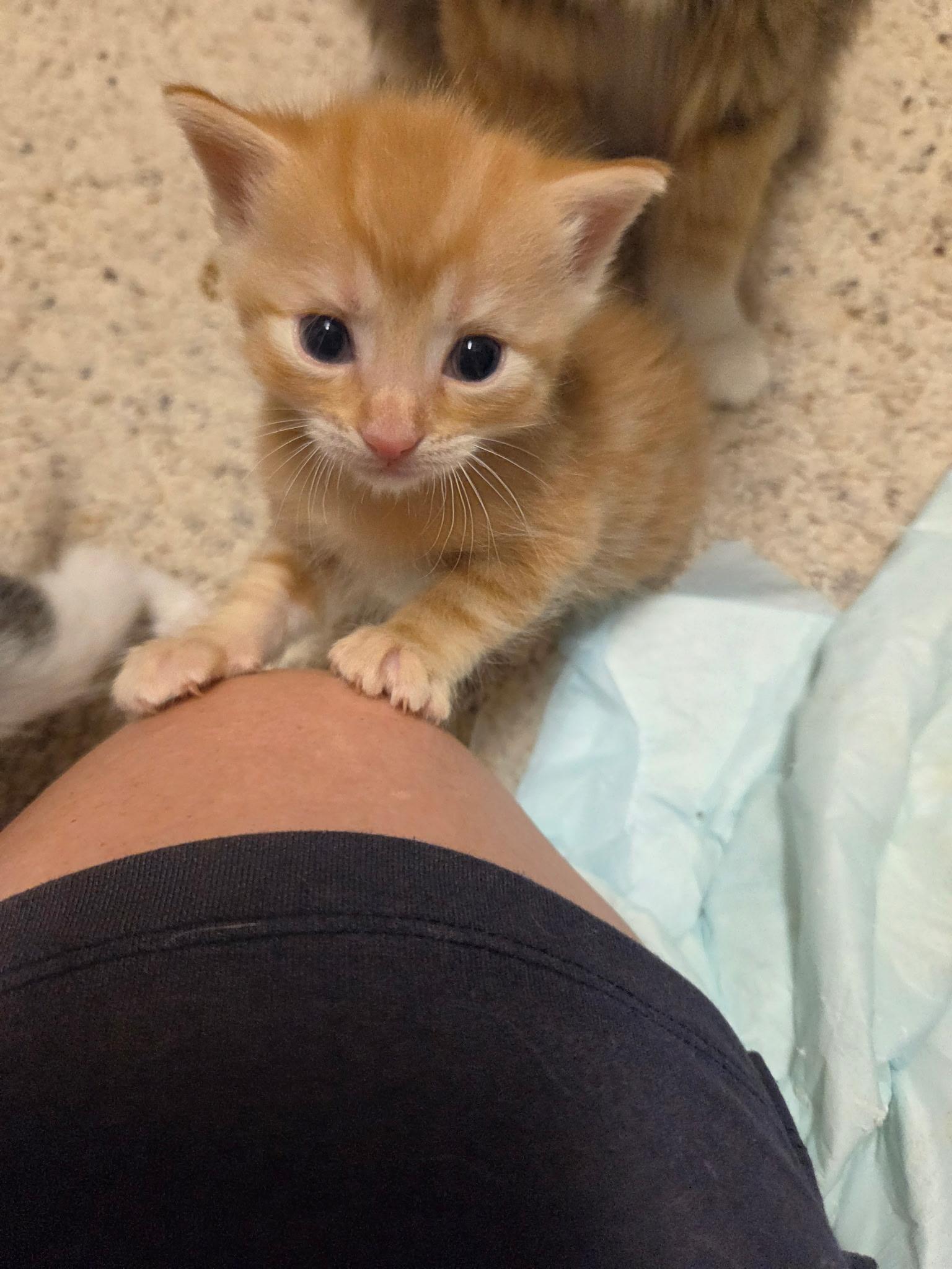 Enlarge Liam, a Adoptable American Shorthair in Twin Falls, ID image 5/5
