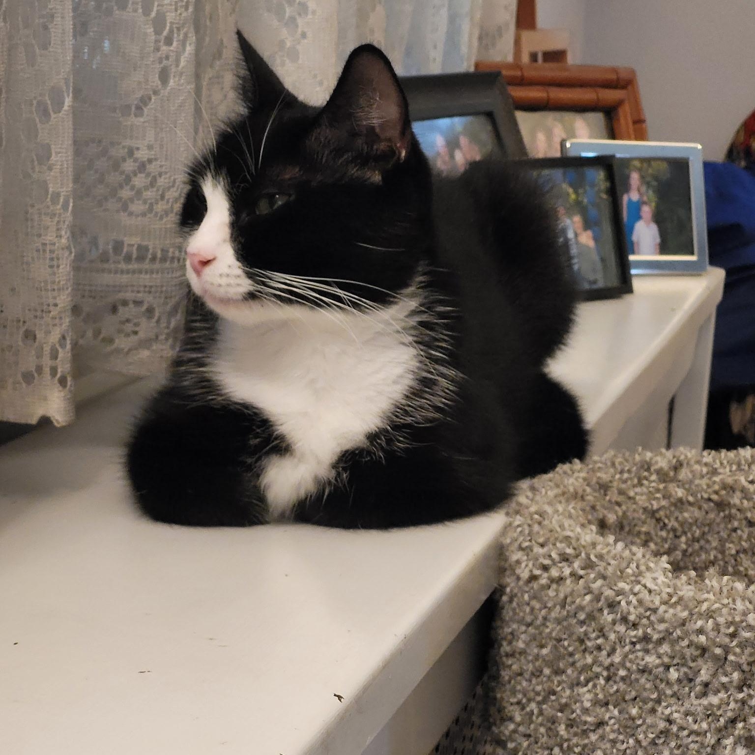 Enlarge Cookie, a ADOPTABLE Domestic Short Hair in Sewell, NJ image 5/6