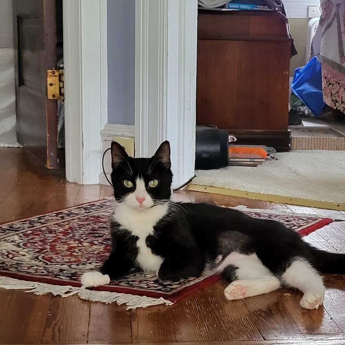 Enlarge Cookie, a ADOPTABLE Domestic Short Hair in Sewell, NJ image 1/6