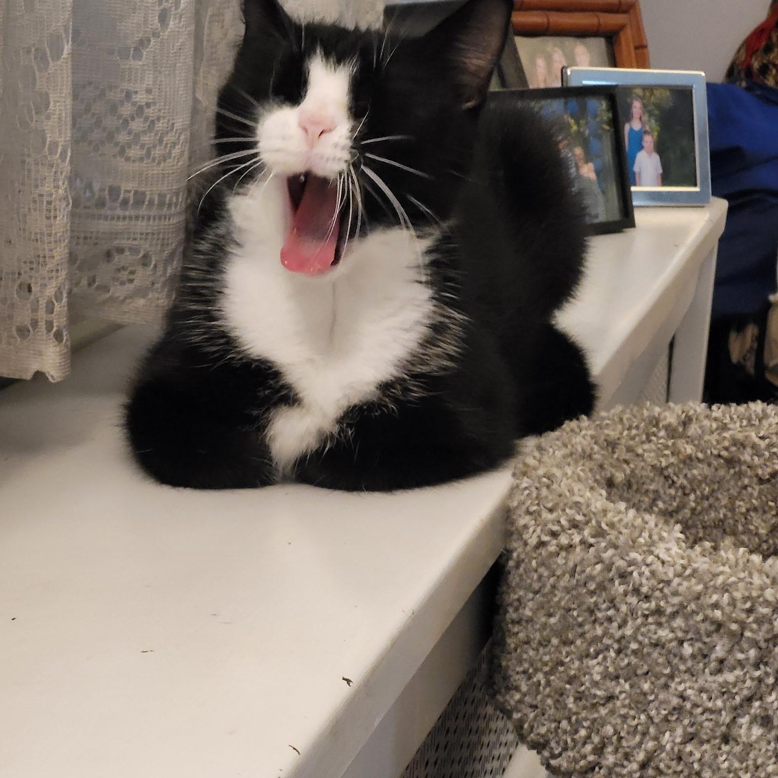 Enlarge Cookie, a ADOPTABLE Domestic Short Hair in Sewell, NJ image 4/6
