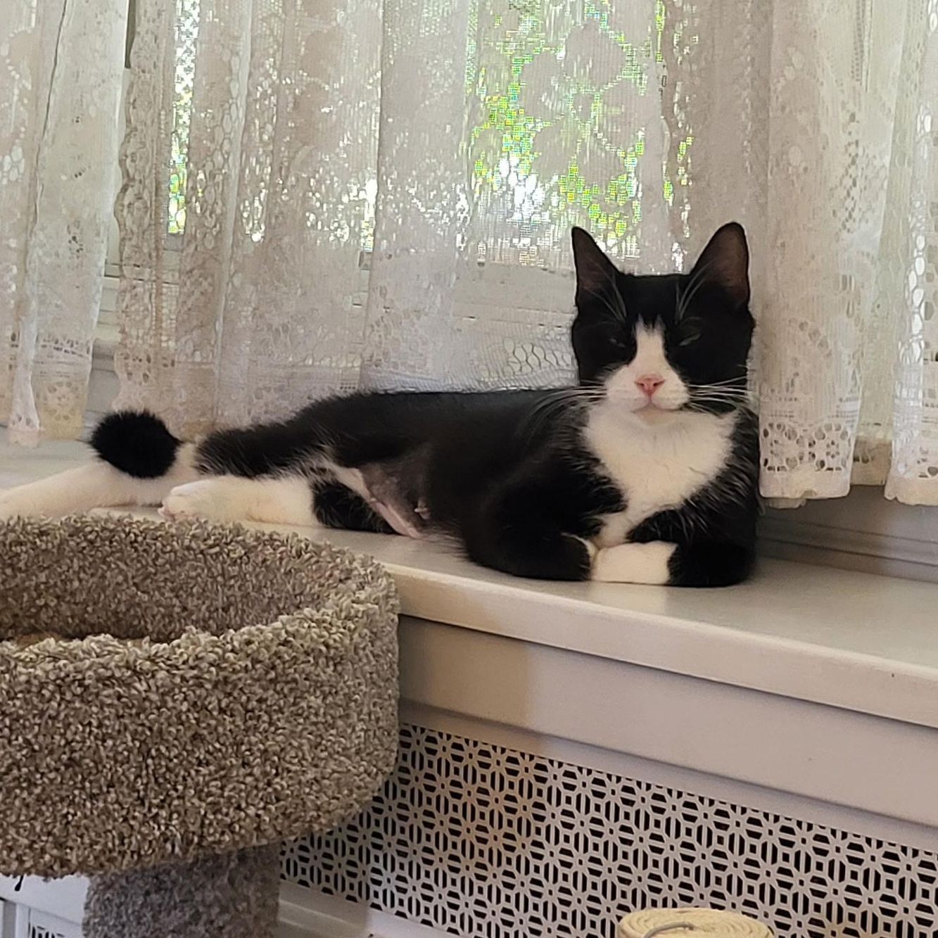 Enlarge Cookie, a ADOPTABLE Domestic Short Hair in Sewell, NJ image 2/6