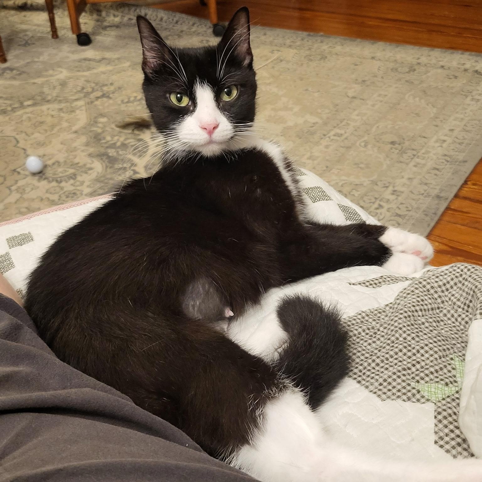 Enlarge Cookie, a ADOPTABLE Domestic Short Hair in Sewell, NJ image 3/6