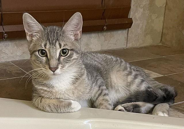 Enlarge Roseo, a Adoptable Domestic Short Hair in Tampa, FL image 2/2