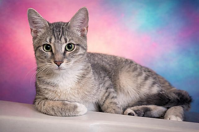 Roseo, a Adoptable Domestic Short Hair in Tampa, FL image 3/3