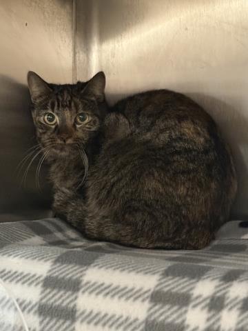 SKYLAR, Adoptable, Young Female Domestic Short Hair.