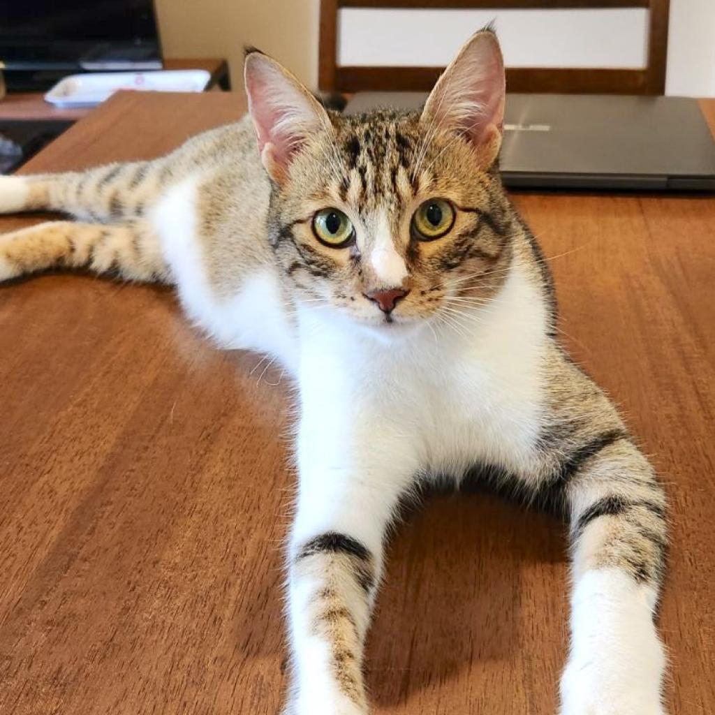 Chipie, a Adoptable Domestic Short Hair in Washington, DC image 1/6