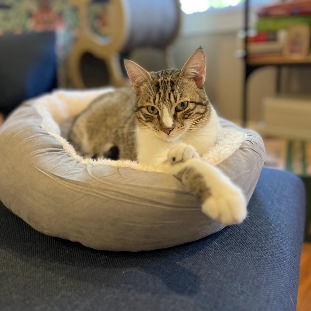 Enlarge Chipie, a Adoptable Domestic Short Hair in Washington, DC image 1/6